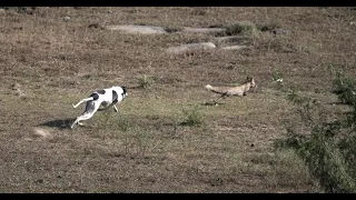 Greyhounds Vs Fox 2024 Clever Fox Vs Hunting Dogs 2024 ExplorePotohar  Greyhounds Vs Fox 2024 Clever Fox Vs Hunting Dogs 2024 ExplorePotohar