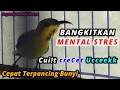 Download Lagu Cui!t creCet Ucceekk ucceekkk PANCINGAN SOGON AGAR MUDAH BUNY! #pancingansogon #pancingansogokontong