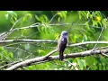 Download Lagu Pesona burung tit tut tit ( KEDASIH )