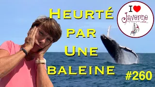 #260 Heurté par une baleine