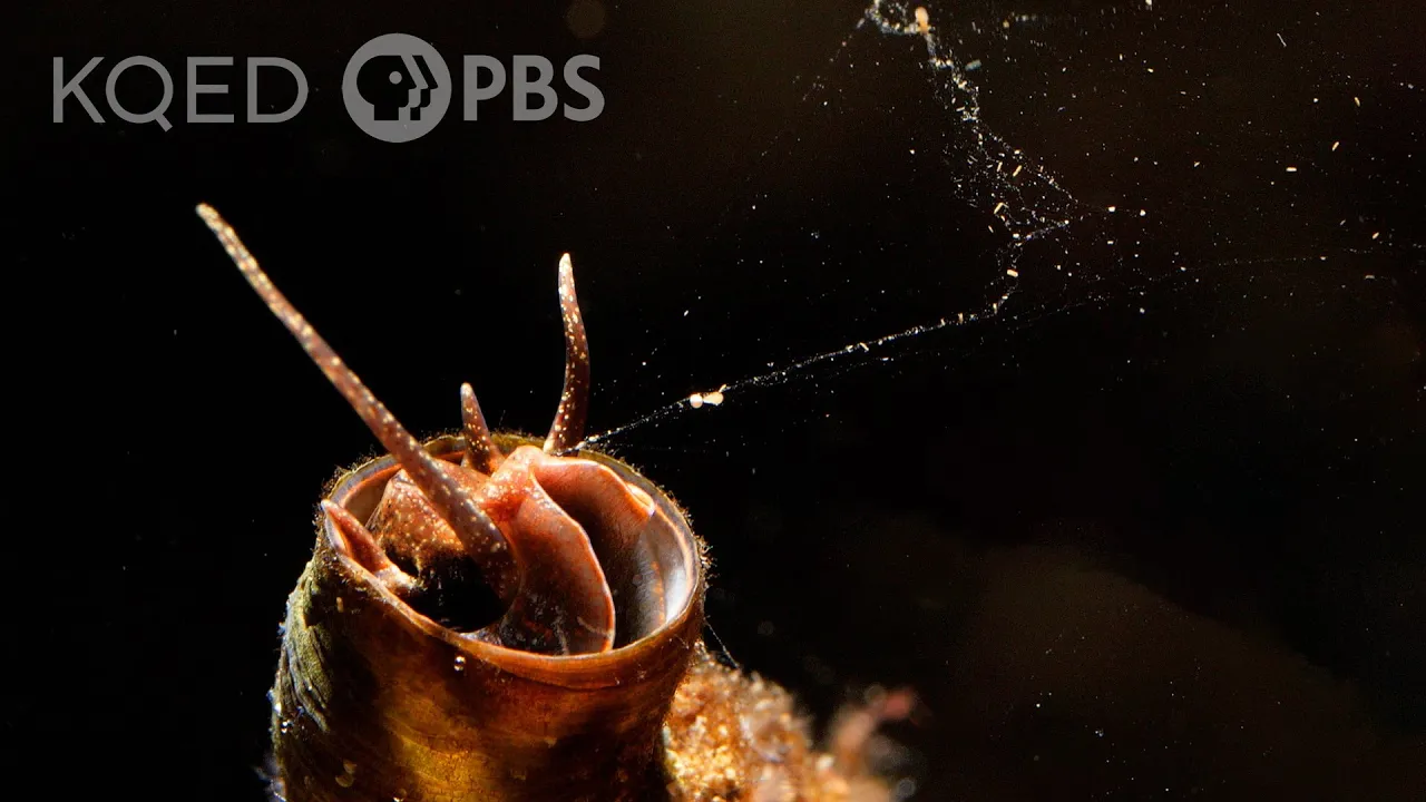Outline Video This Snail Goes Fishing With a Net Made of Slime | Deep Look