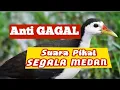 Download Lagu suara pikat Ruak ruak terbaru[] Anti boncos.!!!!