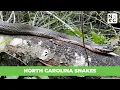 North Carolina Snakes