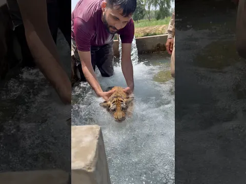 Series 190: Rescue tiger cub enjoy in cool water ￼🐆🥰