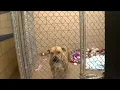 EMPTY THE SHELTER Fort Wayne Animal Care and Control offering reduced adoption fees