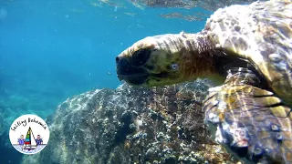 HIDING FROM THE HURRICANE! Sailing Mexico: Ep. 36