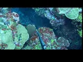 Download Lagu sinigurado Kona sa pagpana itong malaking isda