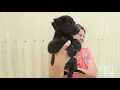 Lucky Dog Animal Rescue s Florence SC Campus
