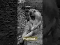 Pesan Bapak...