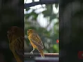 Download Lagu canaries learn to make a loud chirp #kenarigacor #canary #canarysinging #kenari #shorts #shortvideo
