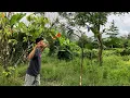 Download Lagu Pikat Kutilang Ribut Ampuh Buat Pancingan Segala Jenis Burung Liar