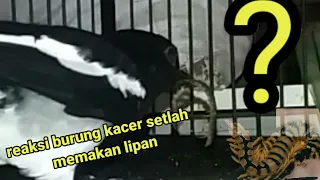 Download apa yg trjadi stlah burung ini memakan lipan MP3