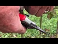 How to remove suckers from a standard rose stem by Brian Wagner from Wagner s Rose Nursery