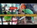 Download Lagu cucak ijo Banyuwangi roll tembak panjang