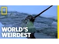 Lagu Narwhals | World's Weirdest