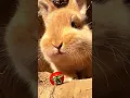 Download Lagu The cute little rabbit eats his favorite little tomatoes. #kelinci #rabbit #cutepet #bunny #pets