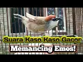 Download Lagu Suara Kaso Kaso Gacor Memancing Emosi Lawan Burung