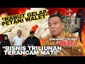 KABUT GELAP PETANI WALET.. BISNIS TRILIUNAN TERANCAM MATI!! PEMERINTAH LEPAS TANGAN?!