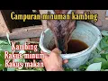 Download Lagu Agar kambing lebih rakus minum dan makan (pilih produk di diskripsi)