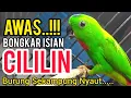 Download Lagu PANCINGAN SERINDIT SUARA FULL CILILIN BIKIN SEMUA BURUNG SEKAMPUNG NYAUT