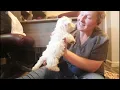 AVAS PUPPIES