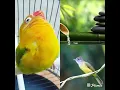 Download Lagu Masteran dan Pancingan suara burung LoveBird, suara Air, dan suara burung Cucak Jenggot