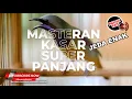 Download Lagu 🔴 Cucak Cungkok Gacor Masteran Kasaran dan Panjang