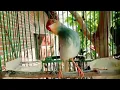 Download Lagu Masteran anti zonk‼️Suara pikat PRENJAK KEPALA MERAH Jantan gacor ngotot TARUNG