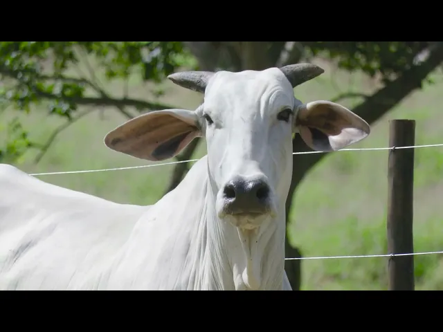 Matriz Nelore CCET - 104