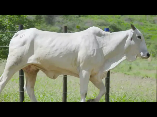 Matriz Nelore CCET - 104