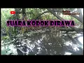 Download Lagu SUARA KODOK/KATAK DIRAWA-RAWA (Frog Song)
