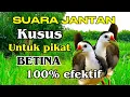 Download Lagu SUARA RUAK RUAK JANTAN MEMANGGIL BETINA 100% AMPUH
