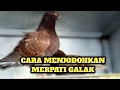 Download Lagu MENJODOHKAN MERPATI JANTAN GALAK @ALDP_CRB