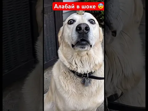 When Your Cat Has Other Plans 😂🐶🐱