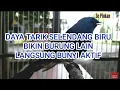 Download Lagu Selendang Biru Gacor Abis || #masterBURUNG