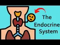 The Endocrine Systems Glands and Hormones working together