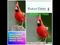 Lagu Hidup Terkekang by Panbers , Panjaitan Bersaudara.