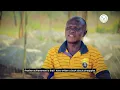 PINEAPPLE GROWING IN MASAKA DISTRICT - NAADS TRANSFORMING LIVELIHOODS
