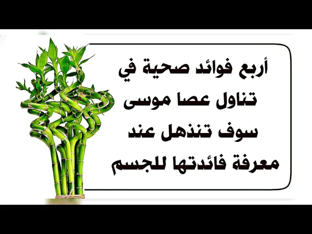 إذا تناولت عصا موسى فهناك أربع فوائد صحية ستنذهل عند معرفة فائدتها للجسم