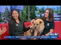 KSEE 24 Donut Dog Walk 2024 Interview
