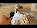 I interviewed animals with a tiny mic again