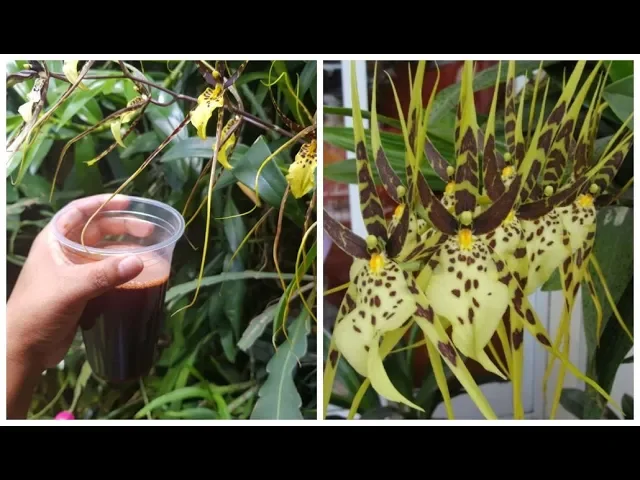 COLOQUE ESTE ENERGÉTICO NAS SUAS ORQUÍDEAS E VEJA QUE INCRÍVEL! ÁGUA DE BETERRABA ADUBAÇÃO TOP!