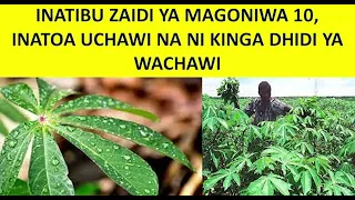 maajabu ya mti wa muhogo kitiba kuona wachawi