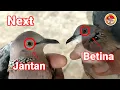 Download Lagu Membedakan Jantan Betina part 2