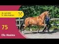 No. 75 Ella by Escolar - Numero Uno | 51st Elite Broodmare Auction - OnLive – July, 26th
