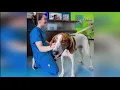 Walmart Launches Online Pet Pharmacy