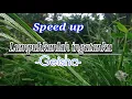 Download Lagu Lumpuhkanlah ingatanku -Geisha- speed up tiktok version reverb