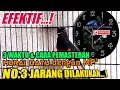 Download Lagu Waktu dan cara pemasteran murai batu yang benar dengan mp3,NOMER 3 JARANG DILAKUKAN❗