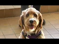 The Cutest Kickoff Sanctuary at Haafsville saves lives with annual Puppy Bowl