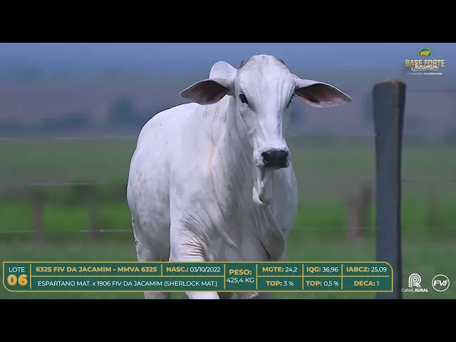 Novilha Nelore MMVA-6325